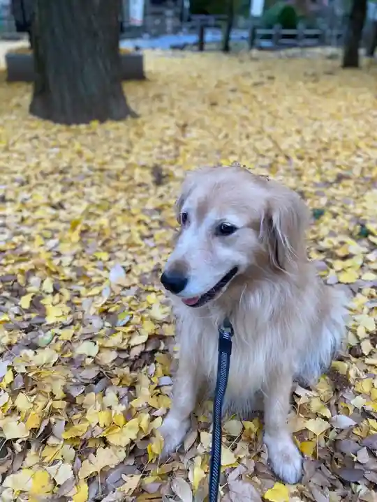 鶴峯八幡宮の動物