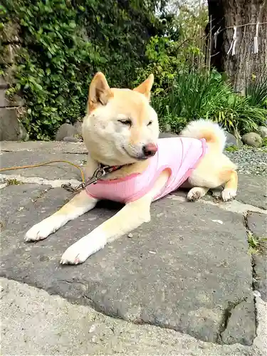福島八幡宮の動物