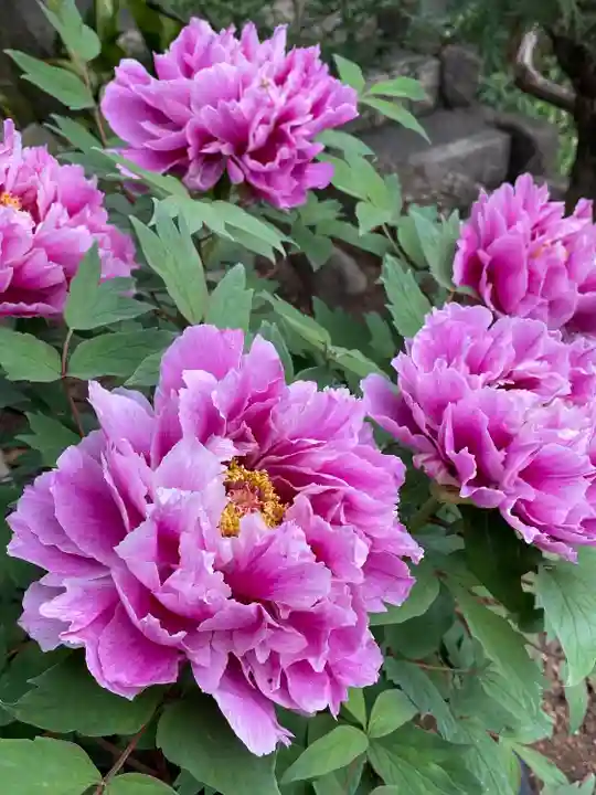 東長谷寺 薬王院(東京都)