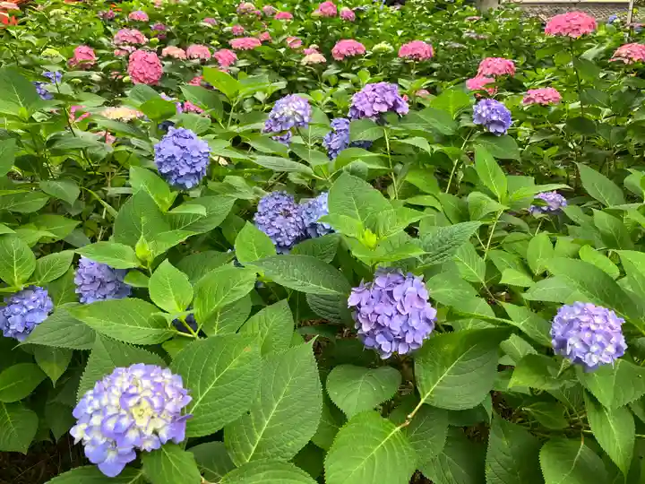 藤森神社(京都府)