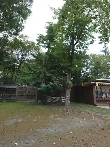 帯廣神社の自然