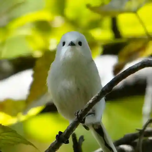 帯廣神社の動物