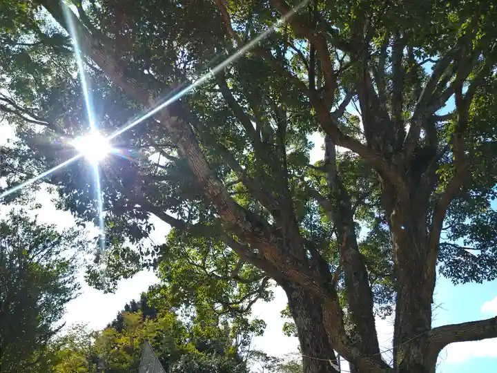 サムハラ神社 元宮の自然