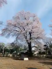 下野薬師寺 (旧 安國寺)(栃木県)