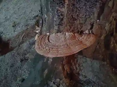 森野住吉神社(東京都)