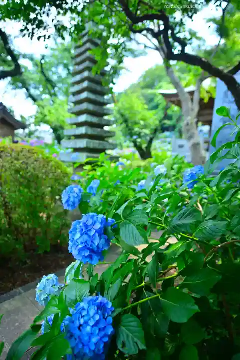 妙楽寺(神奈川県)