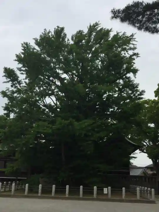 葛飾八幡宮の自然