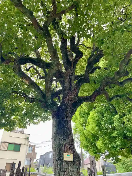 宗林寺(東京都)