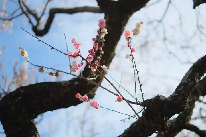 谷保天満宮の{uncategorized: "未分類", other: "その他", undefined: "問題あり", building: "その他建物", grave: "お墓", sacred_gate: "鳥居", guardian: "狛犬", statue: "像", buddha: "仏像", history: "歴史", nature: "自然", garden: "庭園", animal: "動物", pagoda: "塔", temizu: "手水舎", mountain_gate: "山門・神門", sanctuary: "本殿・本堂", subordinate: "末社・摂社", art: "芸術", scenery: "景色", jizo: "地蔵", ema: "絵馬", goshuin: "御朱印", omikuji: "おみくじ", items: "授与品その他", amulet: "お守り", goshuincho: "御朱印帳", eats: "食事", festival: "お祭り", votive_dance: "神楽", shichigosan: "七五三参", wedding: "結婚式", experience: "体験その他", initially: "初詣", around: "周辺", anti_infection: "感染症対策"}