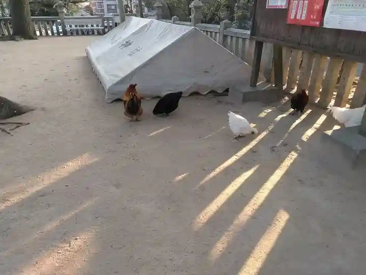 忌宮神社の動物