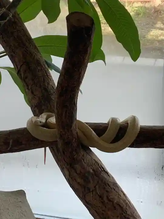 岩国白蛇神社の動物