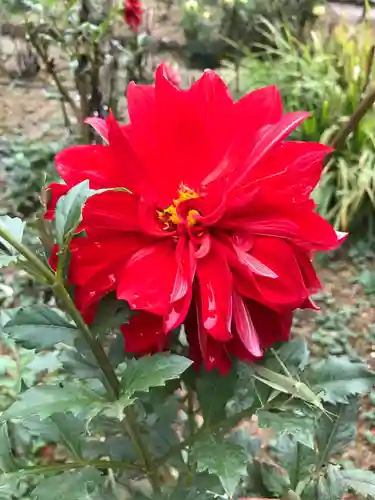 岡寺（龍蓋寺）の自然