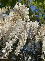 玉敷神社の自然