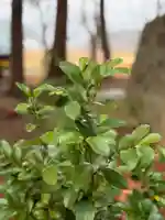 高司神社〜むすびの神の鎮まる社〜(福島県)