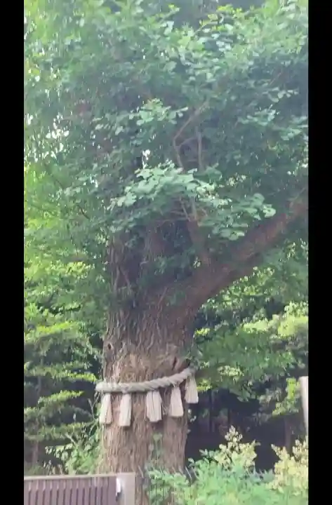 東郷神社の{uncategorized: "未分類", other: "その他", undefined: "問題あり", building: "その他建物", grave: "お墓", sacred_gate: "鳥居", guardian: "狛犬", statue: "像", buddha: "仏像", history: "歴史", nature: "自然", garden: "庭園", animal: "動物", pagoda: "塔", temizu: "手水舎", mountain_gate: "山門・神門", sanctuary: "本殿・本堂", subordinate: "末社・摂社", art: "芸術", scenery: "景色", jizo: "地蔵", ema: "絵馬", goshuin: "御朱印", omikuji: "おみくじ", items: "授与品その他", amulet: "お守り", goshuincho: "御朱印帳", eats: "食事", festival: "お祭り", votive_dance: "神楽", shichigosan: "七五三参", wedding: "結婚式", experience: "体験その他", initially: "初詣", around: "周辺", anti_infection: "感染症対策"}