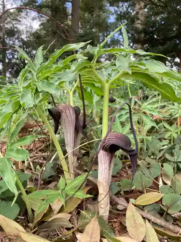 息栖神社の自然