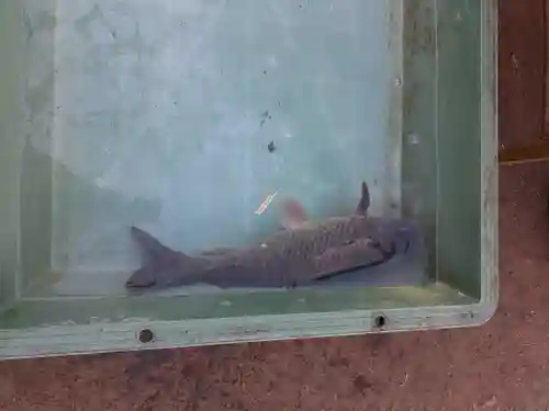 大生郷天満宮の動物