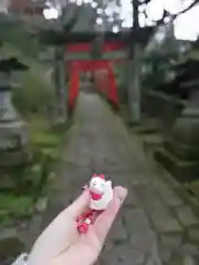 若宮稲荷神社のおみくじ