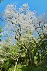 風巻神社奥社の自然