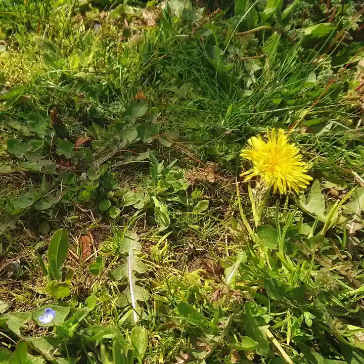 神明社(国府宮神明社)の自然