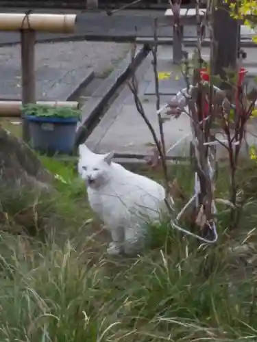 出町妙音堂の動物