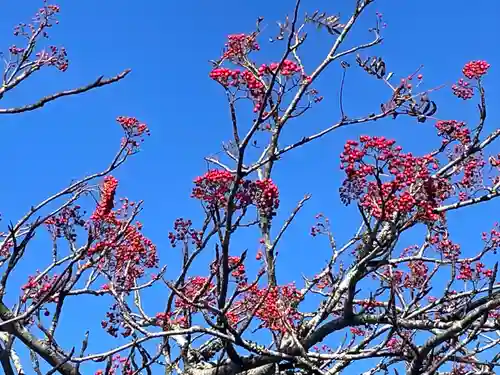 劔山本宮宝蔵石神社の自然