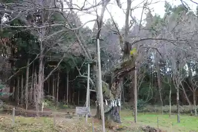 王子神社の自然