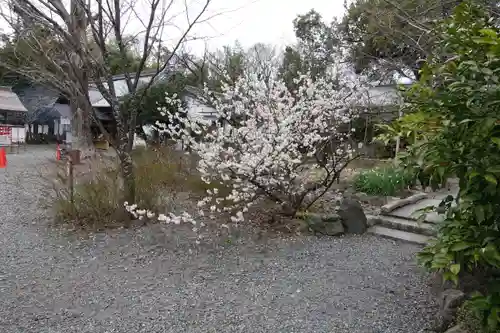 平野神社の自然