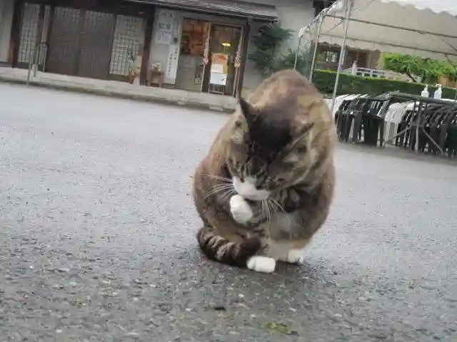 御誕生寺(猫寺)(福井県)