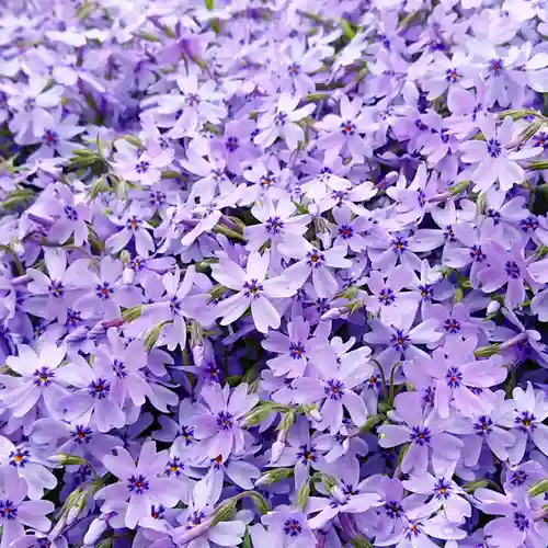 寿量山　速成寺の自然