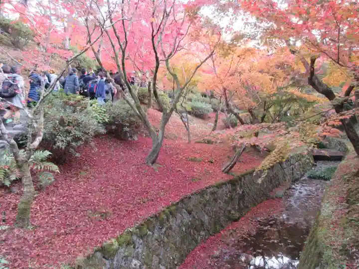 東福禅寺(東福寺)の自然