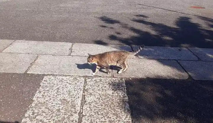 白金氷川神社(東京都)