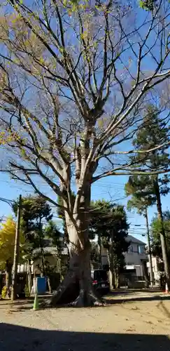 国府台天満宮の自然