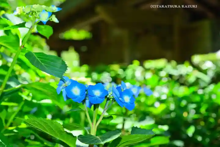 明月院(神奈川県)