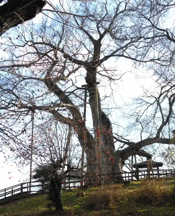 高瀬観音堂の自然