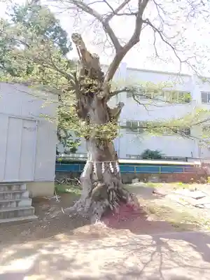 備後須賀稲荷神社(埼玉県)