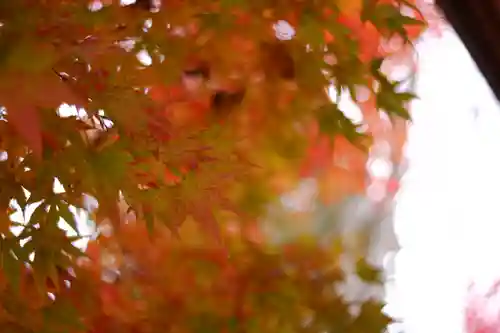 越中一宮 髙瀬神社(富山県)