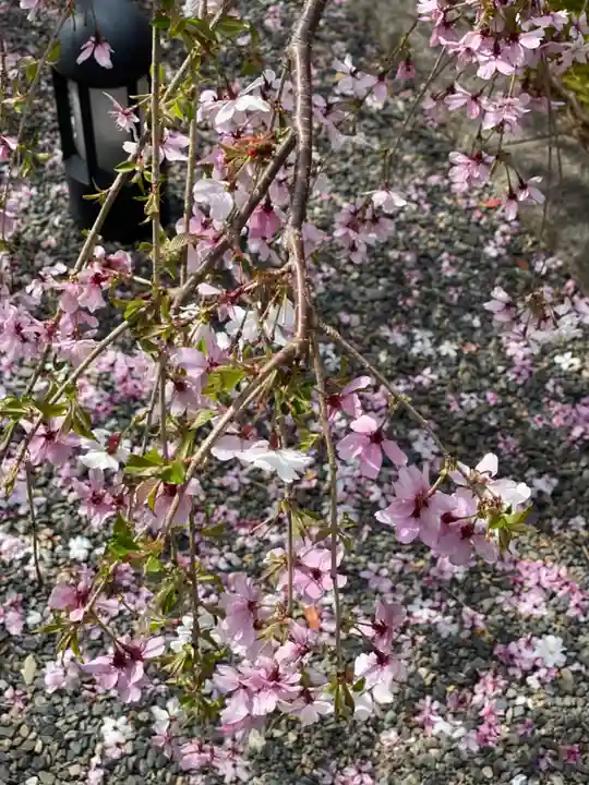 頂法寺(六角堂)の自然