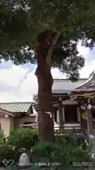 若宮神社の自然