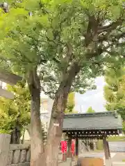 麻布氷川神社の自然