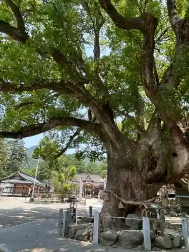 大麻比古神社(徳島県)