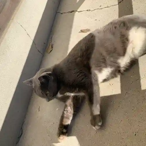 鹿島神社(和歌山県)