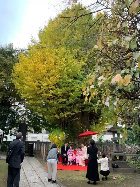 前橋八幡宮の七五三参