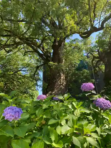 太宰府天満宮の自然
