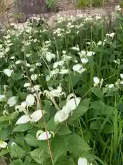 常楽寺の自然