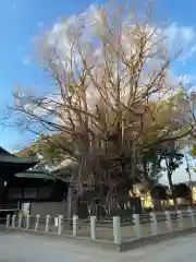 葛飾八幡宮(千葉県)