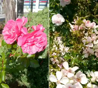 宝光寺(北海道)