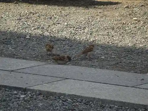 羽田神社の動物