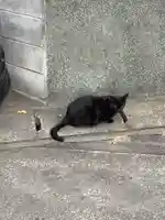 津島神社の動物