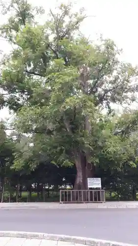 旭川神社の自然